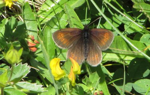 Erebia epiphron